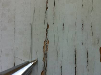 Risse im Holz/ Anstrich